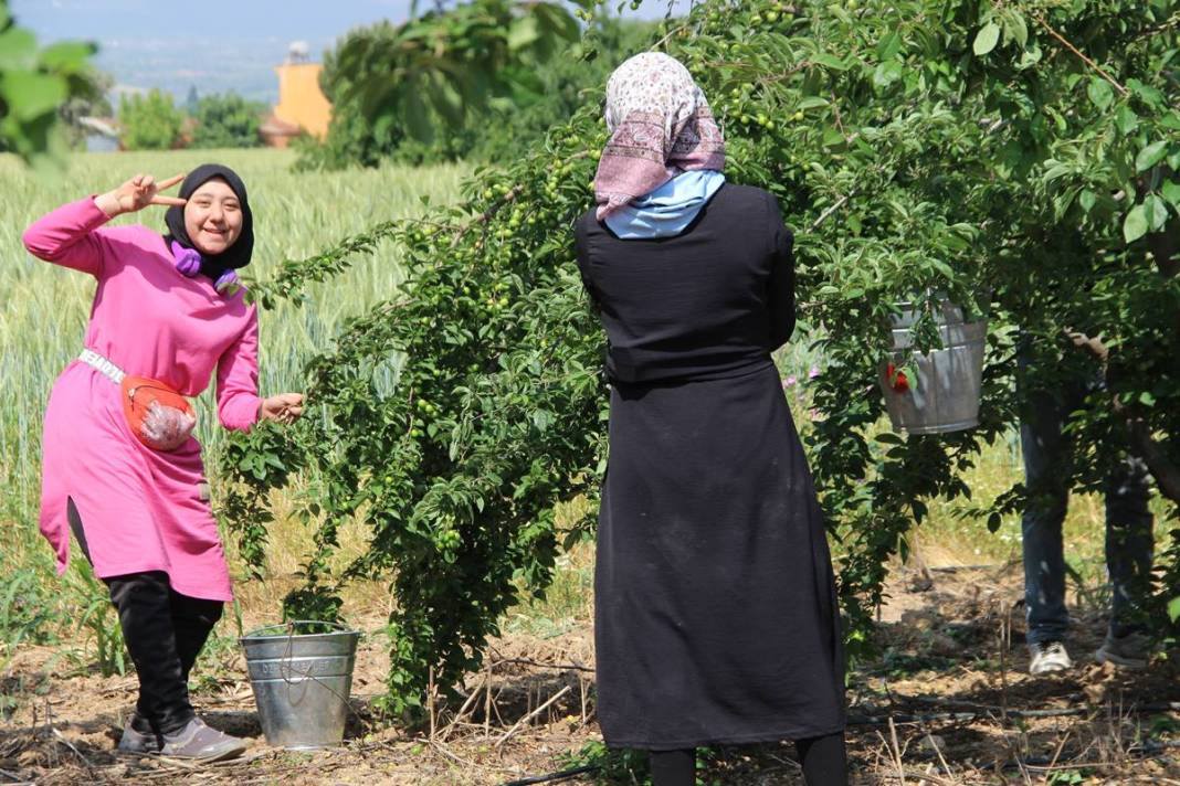 Sadece bu kentte yetişiyor: Kilosu 100 TL'den kapışılıyor! Hasat, bu yıl erken başladı 12